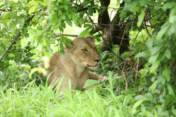 Lion wild dangerous mammal africa savannah Kenya