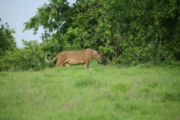 Lion wild dangerous mammal africa savannah Kenya