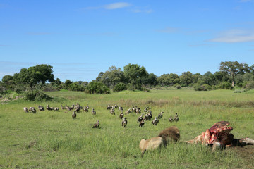 Wild Lion mammal eating giraffe africa savannah Kenya