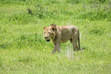 Obraz premium Lion wild dangerous mammal africa savannah Kenya