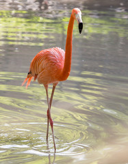 Pink flamingo on a pond in nature