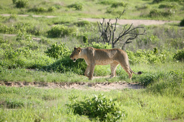 Lion wild dangerous mammal africa savannah Kenya