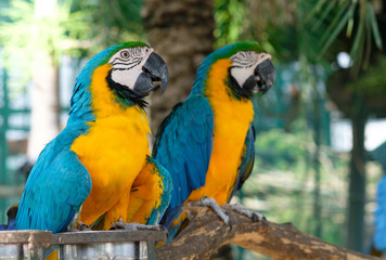 macaw