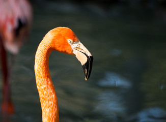 Fototapeta premium Pink flamingo on a pond in nature