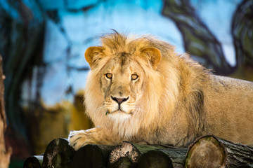 Naklejka na ściany i meble A portrait of a lion in a zoo