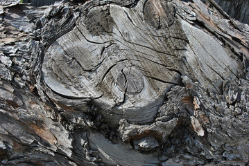Old poplar tree trunk with bark, organic background texture