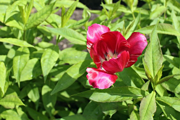 red tulip macro photo
