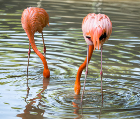 Pink flamingo on a pond in nature