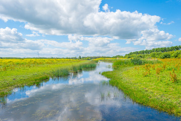 Fototapeta na wymiar Shore of a lake in wetland in summer