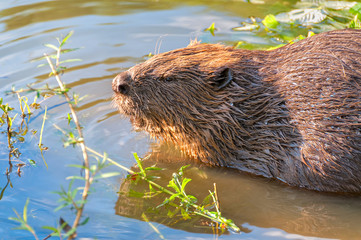 Female beaver sits in water in profile near riverside
