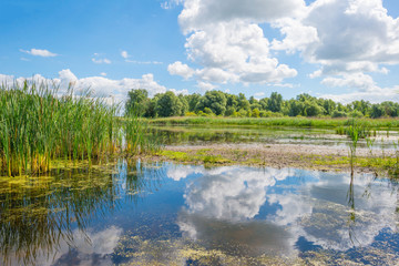 Shore of a lake in wetland in summer