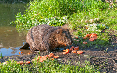 Female beaver sits on riverside in profile and nibbles red carrot. Moscow, Russia.
