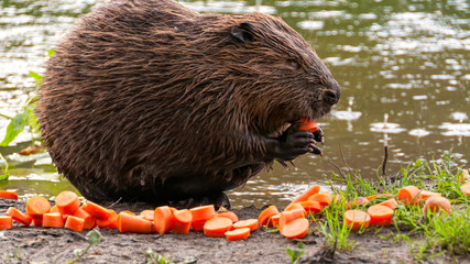 Female beaver sits on riverside in profile and nibbles red carrot. Moscow, Russia.   © shujaa_777