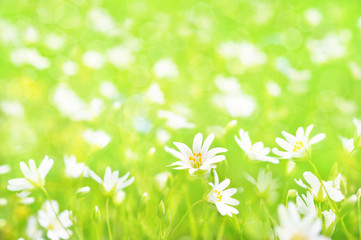 Summer blossoming field chickweed/mouse-ear /cerastium arvense on meadow, bokeh flower background, shiny floral card