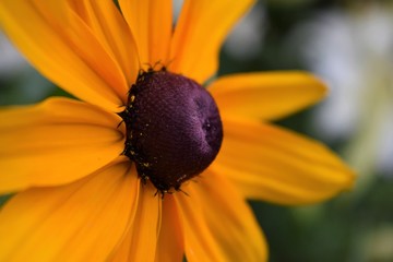 rudbeckia