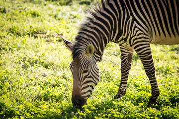 Zebra on green grass in nature