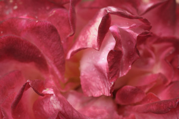 Background of a pink rose2