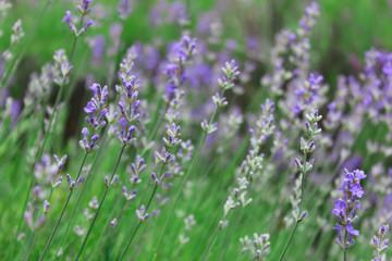 Lavender field, Crimea