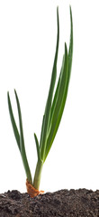  growing onion in a garden close up