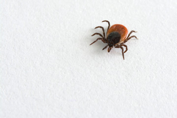 Big castor bean tick on white background. Ixodes ricinus. Dangerous parasite and carrier of infection such as encephalitis and Lyme borreliosis.