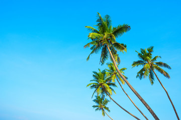 Kokosnoot Aziatische tropische palmbomen met heldere blauwe lucht als kopieerruimte