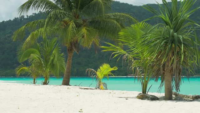 Tropical palm trees in a slight breeze on tropical sandy beach with blue ocean in background