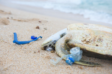 Fototapeta na wymiar Dead turtle with a plastic garbage on ocean beach