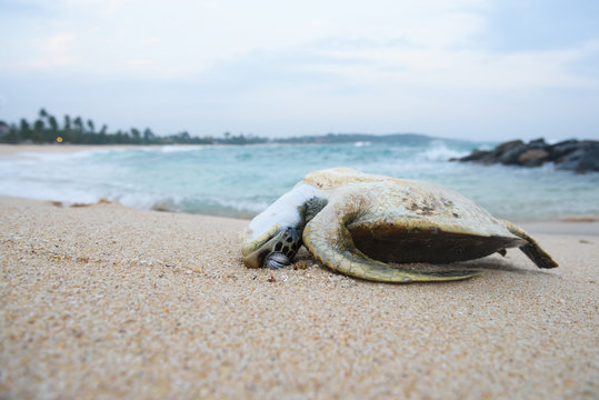 Dead turtle on the ocean beach
