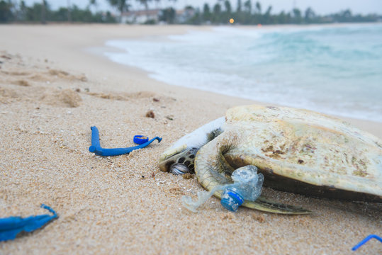 Dead sea turtle among plastic garbage on the beach sand
