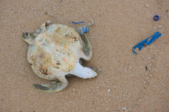 Dead turtle with ocean plastic garbage on the beach