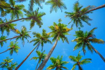 Tropical coconut palm trees lush crowns perspective view to the sky