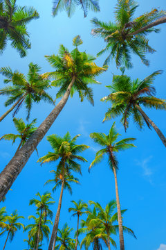 Tropical coconut palm trees lush green crowns perspective view