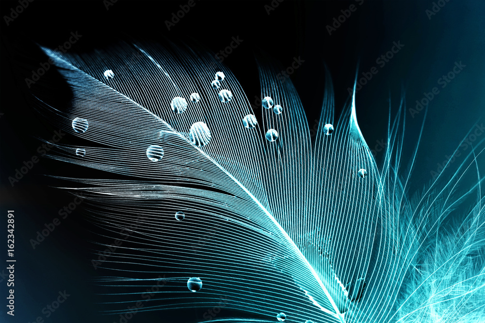 Aufkleber Feather of a bird in droplets of water on a dark background macro. Silhouette of a blue and white feather abstract artistic image for design.