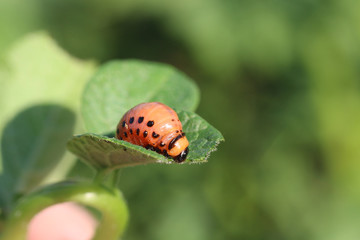 Young leptinotarsa decemlineata