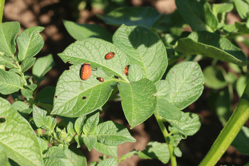 Leptinotarsa decemlineata