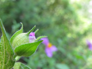 zistrose als heilmittel