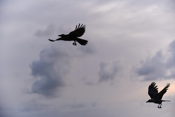 Obraz premium Black crow flying on the sky.