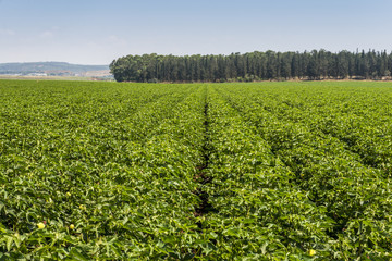 Fototapeta na wymiar Green cotton field