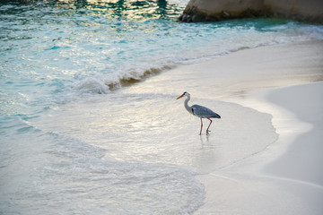 Egret on the beach in ADAARAN Island,Maldives