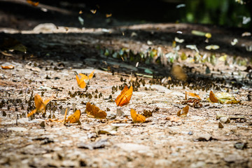 many pieridae butterflies gathering water on floor