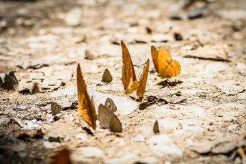 many pieridae butterflies gathering water on floor