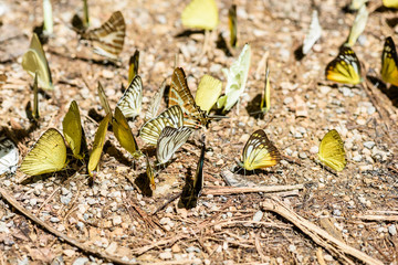 many pieridae butterflies gathering water on floor