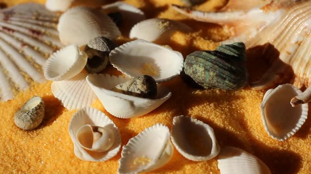 Sea shells on sand. Summer beach background.