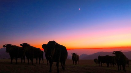夕暮れの高原と牛のシルエット