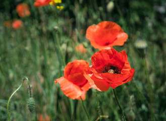 Field poppies. Beautiful, red, wild poppy flowers