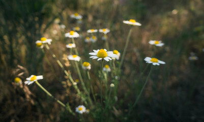 Wild camomile flowers on a field. Flowering. Camomile flowers on a meadow in summer. Healthy herb camomile