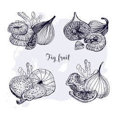 Set of different fig fruit. Fresh and dried fruits, leaf, slices. Black and white contour vector hand drawn illustration.
