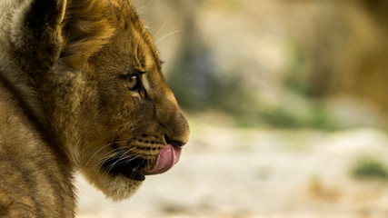 l&ouml;wen junges portrait