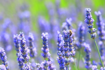 Bee on lavender flowers, island Hvar, Croatia