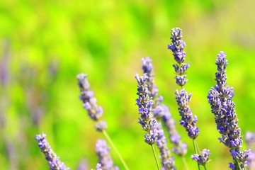 Lavender 